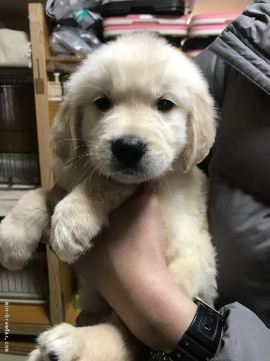 takachan 様のお迎えした子犬