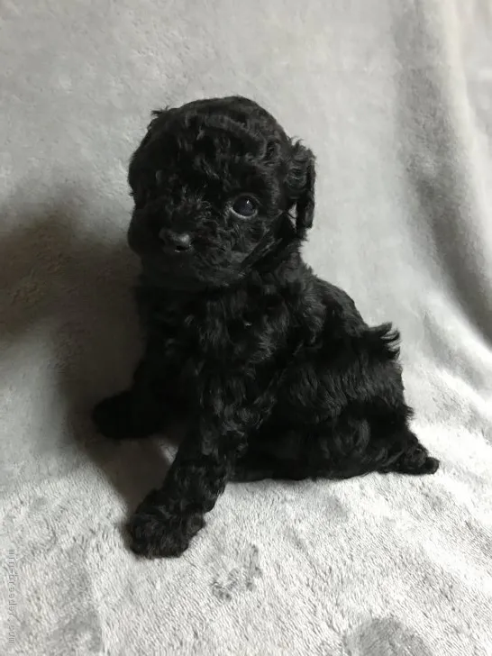 ID：1803-00270の子犬