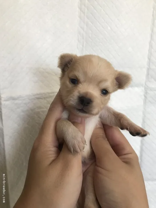 ID：2005-03326の子犬