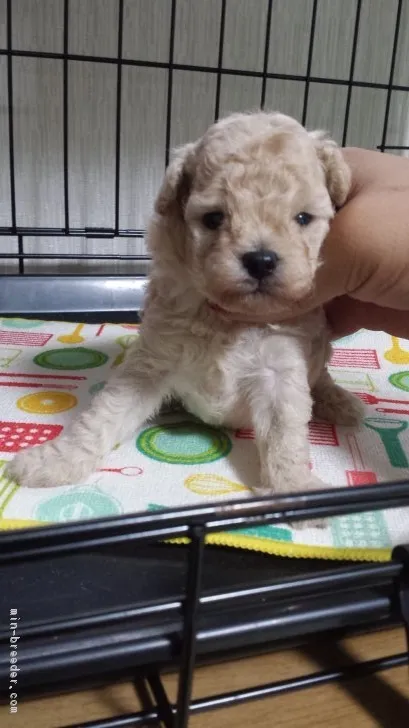 ID：1707-00297の子犬