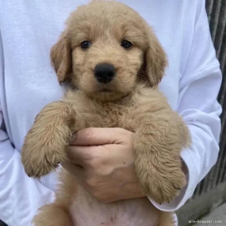 ID：2206-04308の子犬