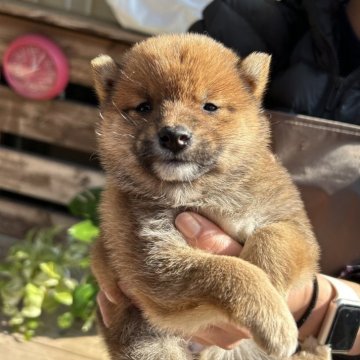 柴犬(豆柴)【鹿児島県・女の子・2023年10月27日・赤】の写真「めっちゃ小さいタヌキ顔の豆柴」