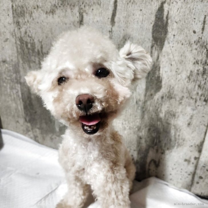 ブリーダー画像