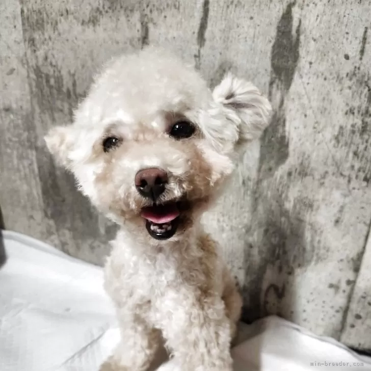 ティーカッププードル【北海道・男の子・2025年2月20日・ペールフォーン】の写真1