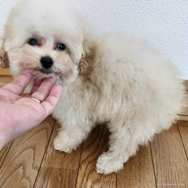 ティーカッププードル【北海道・女の子・2025年8月5日・ペールフォーン】の写真1