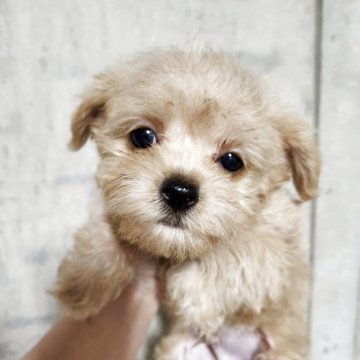 チワプー(チワワ×トイプードル)【北海道・男の子・2025年8月4日・クリーム】の写真「クリクリおめめでかわいらしい」