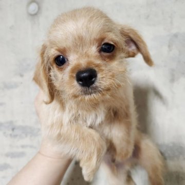 チワプー(チワワ×トイプードル)【北海道・男の子・2025年8月4日・クリーム】の写真「愛らしい顔立ちの男の子です」