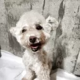 ティーカッププードル【北海道・男の子・2025年2月20日・ペールフォーン】の写真1