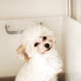 トイプードル(ティーカップ)