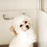 ティーカッププードル