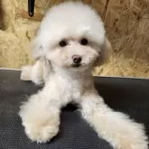 ティーカッププードル【北海道・男の子・2025年2月20日・ペールフォーン】の写真5
