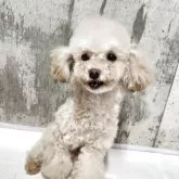 ティーカッププードル【北海道・男の子・2025年2月20日・ペールフォーン】の写真7