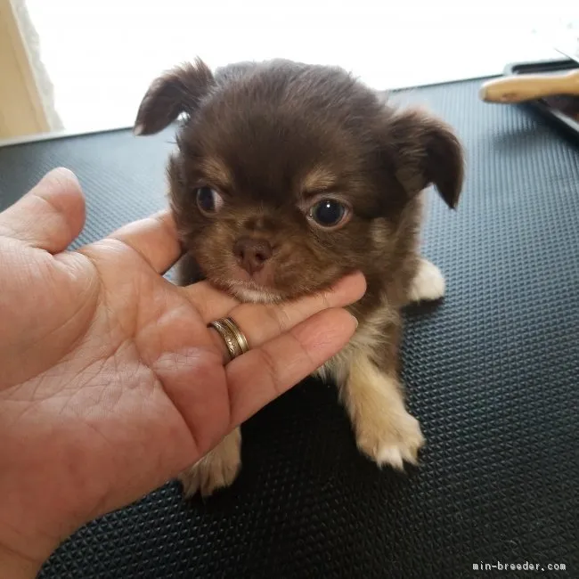 ID:1811-00028の子犬