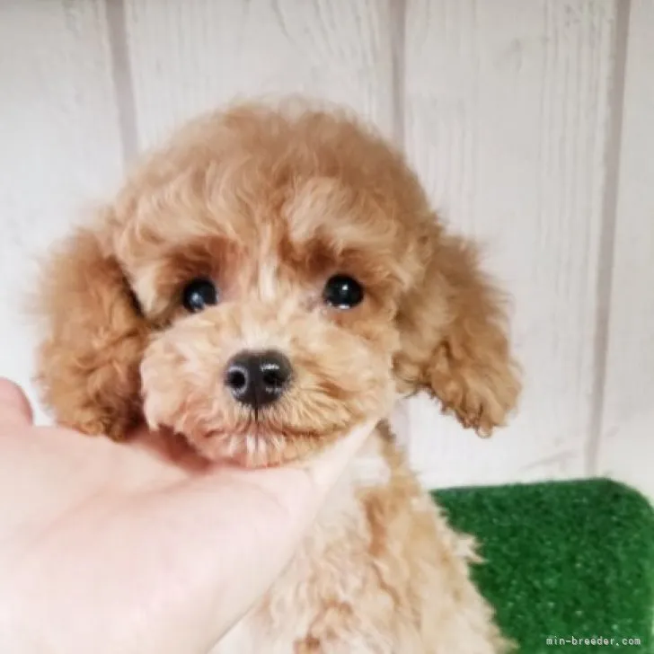ID:2303-04791の子犬