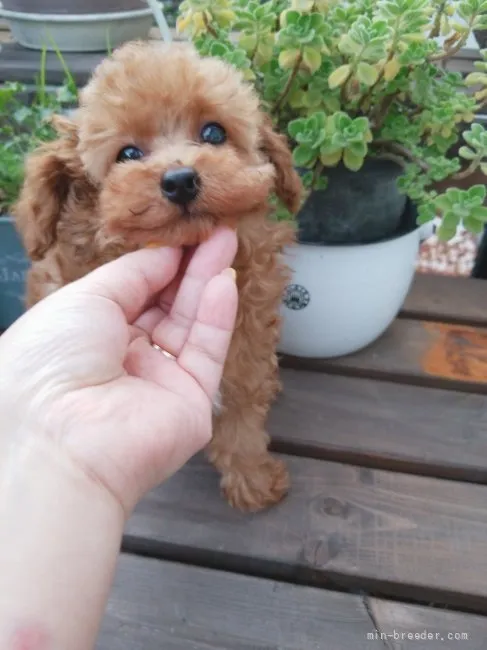 ID:2109-01291の子犬