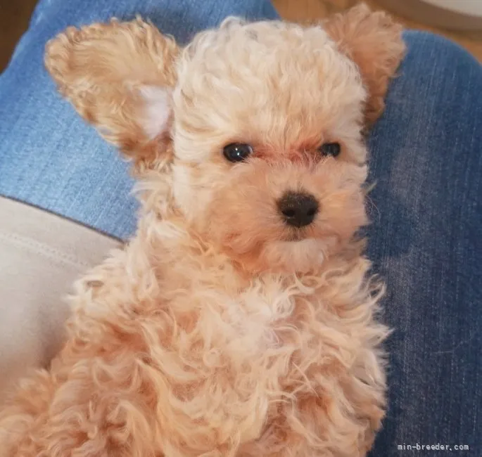 ID：2109-03351の子犬