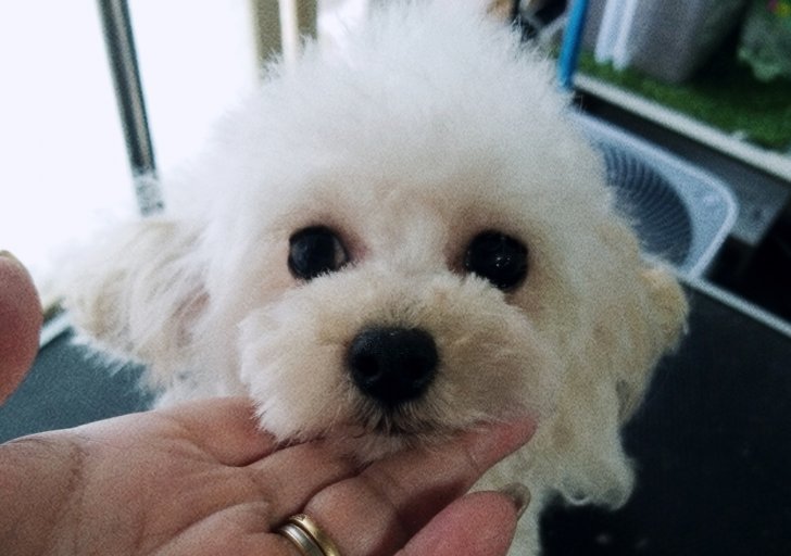 トイプードル【・女の子・2020年10月4日・クリーム】