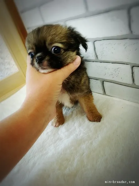 ID：1705-01105の子犬