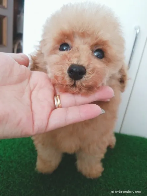 ID：2201-03373の子犬