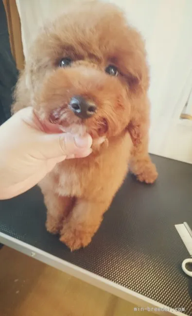 いっくん 様のお迎えした子犬