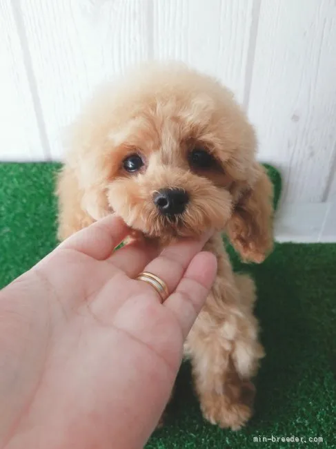 ID：2202-00710の子犬