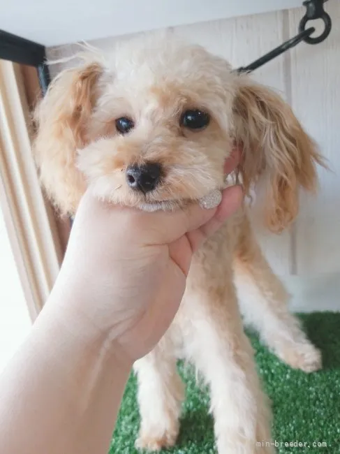 ID：2110-01719の子犬