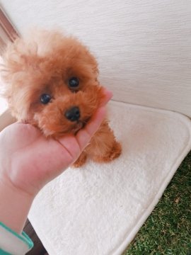 トイプードル(ティーカップ)【北海道・男の子・2017年9月20日・レッド】の写真「毛量抜群なテディベア」