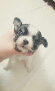 チワワ(ロング)【北海道・男の子・2016年1月23日・トライカラ】の写真「お鼻も短いですよ」