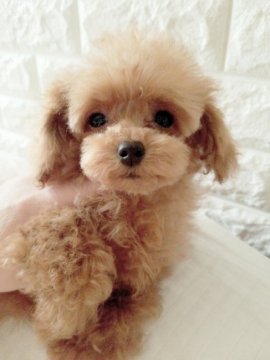 トイプードル(ティーカップ)【北海道・女の子・2020年12月19日・レッド】の写真「小さな小さな天使ちゃん」