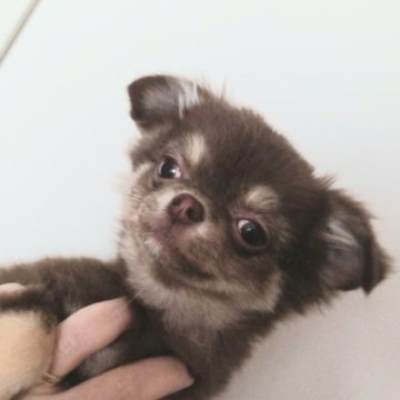 チワワ(ロング)【北海道・男の子・2022年10月13日・イザベラ】の写真「レアカラーのお鼻が詰まったかわいい子」