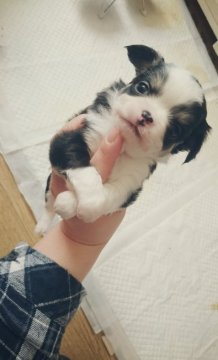 チワワ(ロング)【北海道・男の子・2016年1月23日・トライカラ】の写真「お鼻も短いですよ」