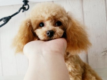 トイプードル(ティーカップ)【北海道・女の子・2021年7月18日・アプリコット】の写真「小さくてかわいいです」