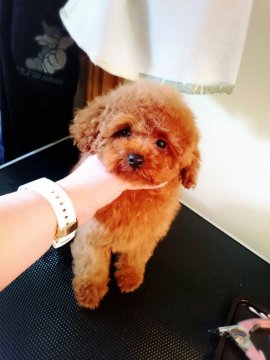 トイプードル(タイニー)【北海道・女の子・2015年10月4日・レッド】の写真「小さめタイニー」