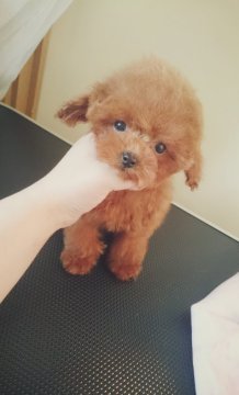 トイプードル(ティーカップ)【北海道・男の子・2015年10月24日・レッド】の写真「小さなマイクロカップの男の子」