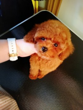 トイプードル(ティーカップ)【北海道・女の子・2015年10月23日・レッド】の写真「小さくても元気な女の子」