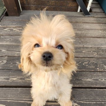 チワプー(トイプードル×チワプー)【北海道・男の子・2024年1月28日・フォーン】の写真「明るくて元気っこ」