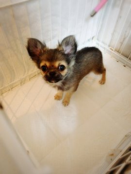 チワワ(ロング)【北海道・男の子・2020年1月3日・フォーン】の写真「可愛い子に癒されます」