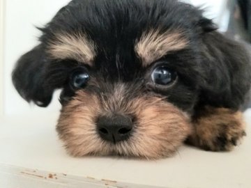 チワプー(チワワ×プードル)【北海道・女の子・2021年5月3日・ブラック&タン】の写真「小振りで派手なタンが
チャームポイント」