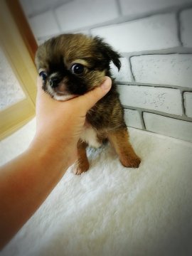 チワワ(ロング)【北海道・男の子・2017年3月23日・フォーン】の写真「タヌキチックなたぬぽん」