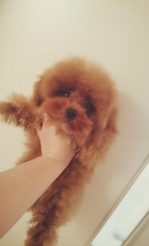 トイプードル(タイニー)【北海道・男の子・2015年10月4日・レッド】の写真「小さめタイニー」