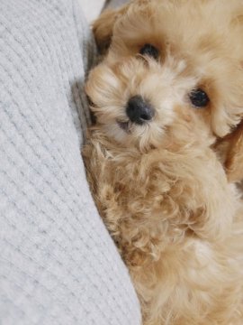 トイプードル(タイニー)【北海道・男の子・2020年10月4日・アプリコット】の写真「モフモフなアプリコットの優しいカラー」