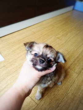 チワワ(ロング)【北海道・女の子・2017年7月16日・フォーン】の写真「たぬきチックな女の子」