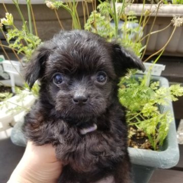 チワプー チワワ×プードル【北海道・男の子・2023年6月3日・ブラック】の写真「くりくりおめめ」