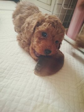 トイプードル(トイ)【北海道・男の子・2015年3月21日・レッド】の写真「くるくるモコモコタイニーくん」