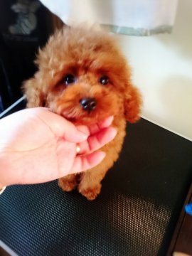 トイプードル(タイニー)【北海道・男の子・2015年10月4日・レッド】の写真「おめめくりくり」