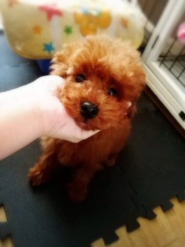 トイプードル(タイニー)【北海道・男の子・2016年11月18日・レッド】の写真「おめめくりくり」