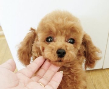 トイプードル(ティーカップ)【北海道・女の子・2020年12月19日・レッド】の写真「小さくても元気一杯」