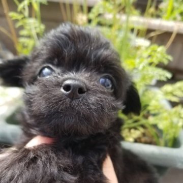 チワプー【北海道・女の子・2023年6月3日・ブラック】の写真「くりおめめで可愛いです」