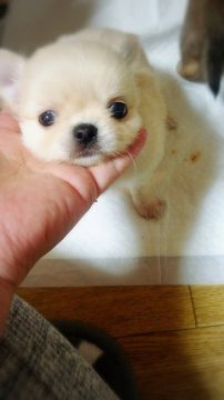 チワワ(ロング)【北海道・男の子・2019年10月16日・クリーム】の写真「ほんわか可愛い男の子」
