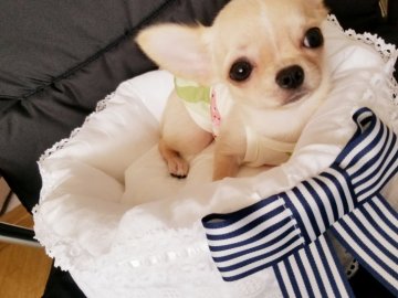 チワワ(スムース)【北海道・男の子・2021年4月10日・クリーム】の写真「タレ目でお鼻も良く詰まって可愛い」